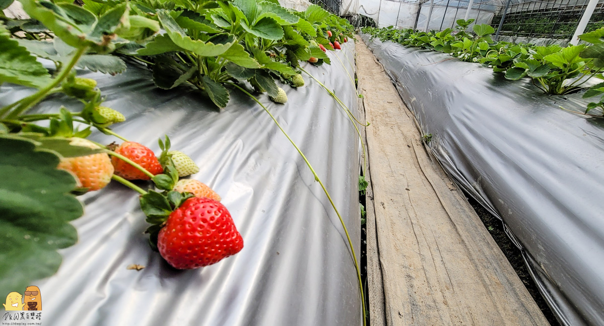 2020草莓季必訪！內湖莓圃休閒農園，採草莓吃草莓一次滿足的親子景點
