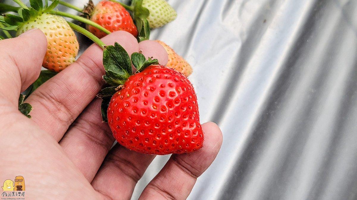 2020草莓季必訪！內湖莓圃休閒農園，採草莓吃草莓一次滿足的親子景點