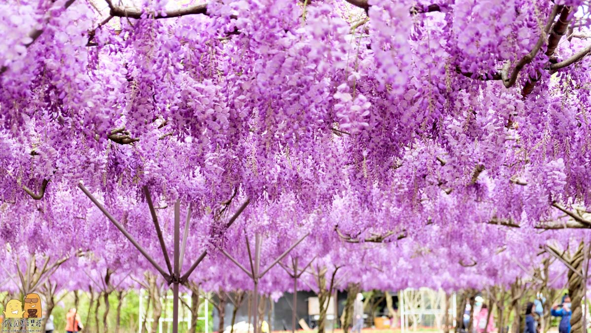 淡水紫藤咖啡園-2022紫藤花季，全台最大紫藤花園，最佳賞花期至4/8(2022/3/18花況分享)