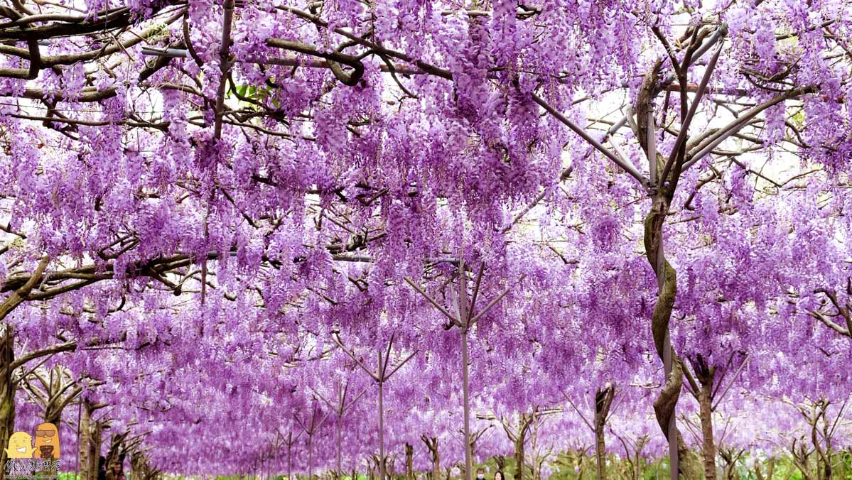 淡水紫藤咖啡園-2022紫藤花季，全台最大紫藤花園，最佳賞花期至4/8(2022/3/18花況分享)