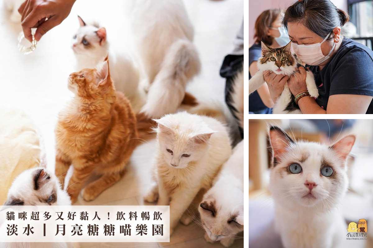 貓奴必訪！台北貓咪咖啡廳推薦，飲料暢飲又可以盡情撸貓的貓咪餐廳